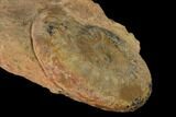 Aalenian Ammonite (Erycites) Fossil in Rock - France #152739-2